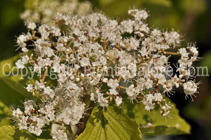 PGC-S-Viburnum-dilatatum-Erie-01