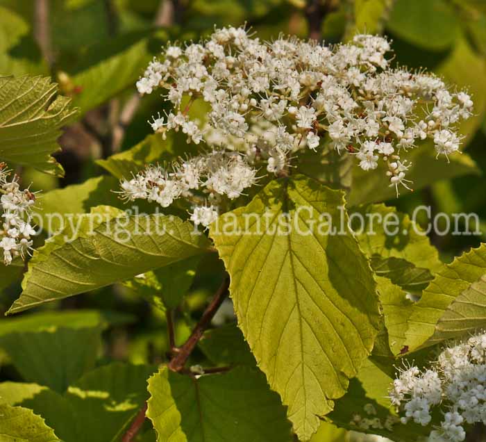 PGC-S-Viburnum-dilatatum-Erie-02