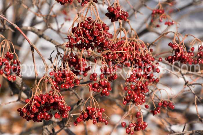 PGC-S-Viburnum-dilatum-linden-vib-02