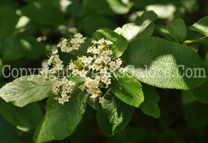 PGC-S-Viburnum-lantana-2010-2