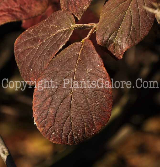 PGC-S-Viburnum-lantana-Mohican-2010-05