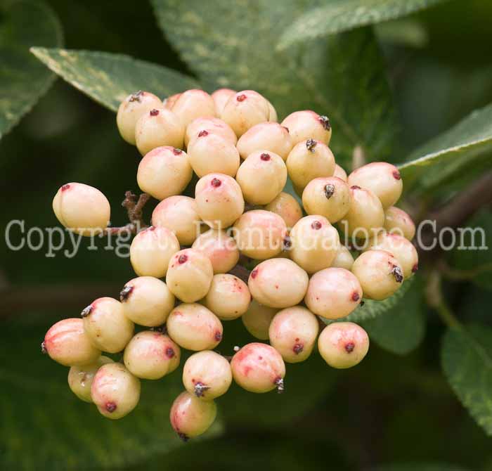 PGC-S-Viburnum-lantana-Variegata-0714-1