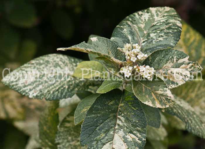 PGC-S-Viburnum-lantana-Variegata-0714-3