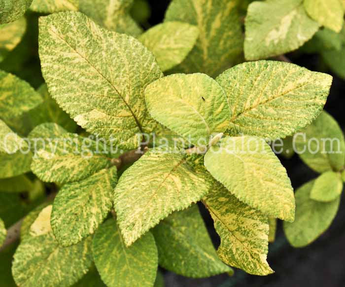 PGC-S-Viburnum-lantana-Variegata-2010-02