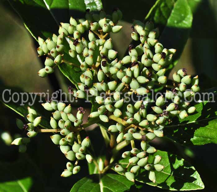 PGC-S-Viburnum-nudum-Winterthur-813-3