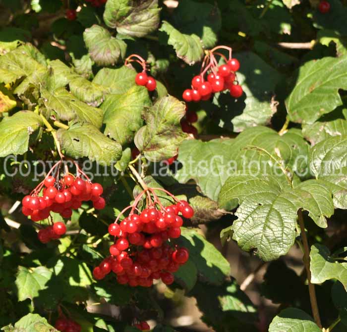 PGC-S-Viburnum-opulus-MSU-2011-3