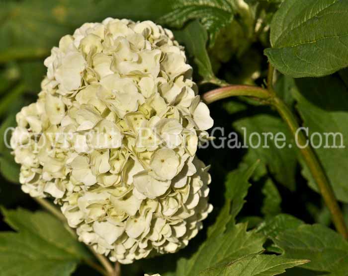 PGC-S-Viburnum-opulus-Sterile-02