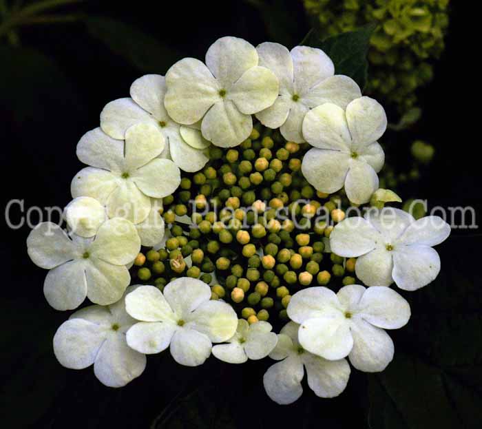 PGC-S-Viburnum-opulus-Sterile-2011-05