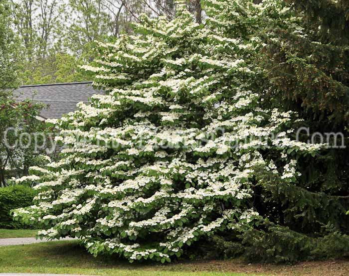 PGC-S-Viburnum-plicatum-2011-001