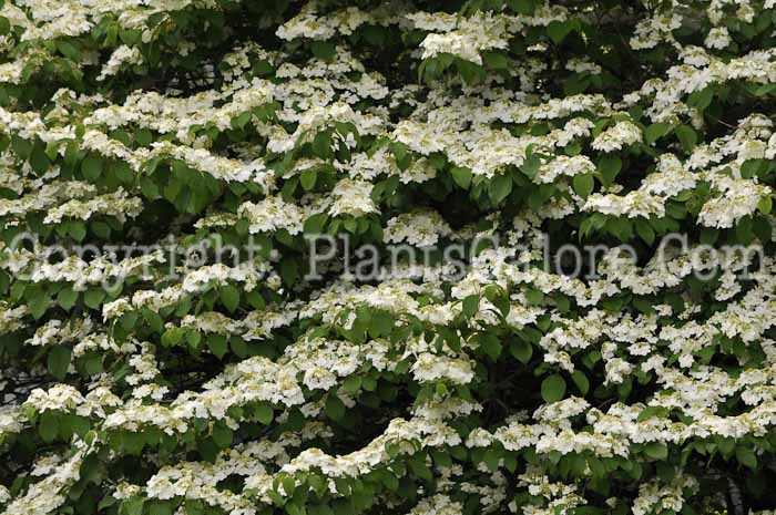 PGC-S-Viburnum-plicatum-2011-003