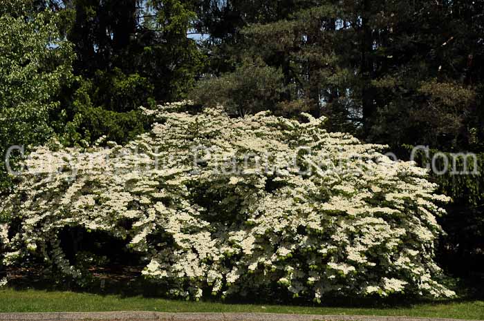 PGC-S-Viburnum-plicatum-tomentosum-h-1