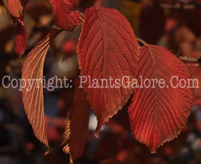 PGC-S-Viburnum-plicatum-tomentosum-h-4