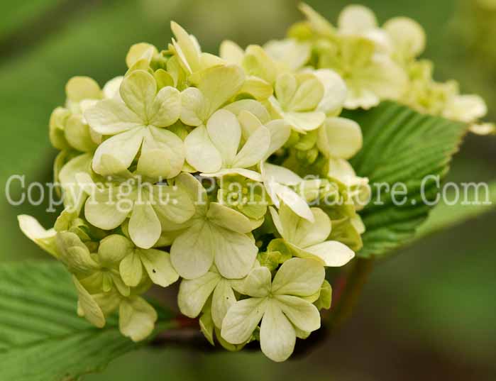 PGC-S-Viburnum-plicatum-02