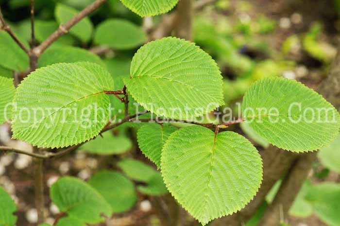 PGC-S-Viburnum-plicatum-04