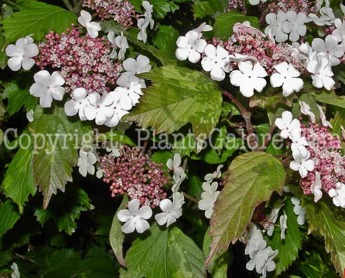 PGC-S-Viburnum-sargentii-02