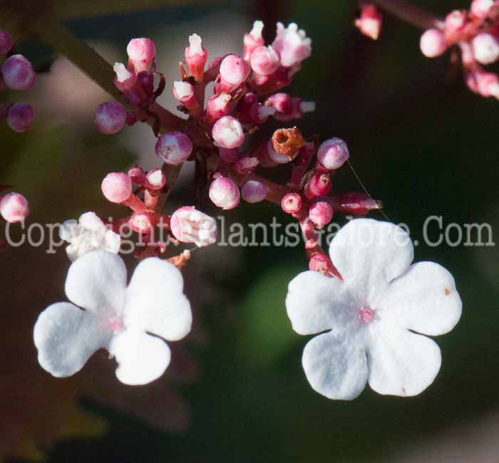 PGC-S-Viburnum-sargentii-Onondaga-1013x-2