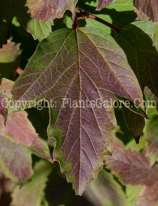 PGC-S-Viburnum-sargentii-Onondaga-1013x-3