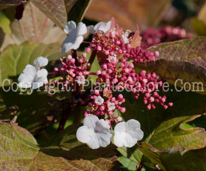 PGC-S-Viburnum-sargentii-Onondaga-1013x-6