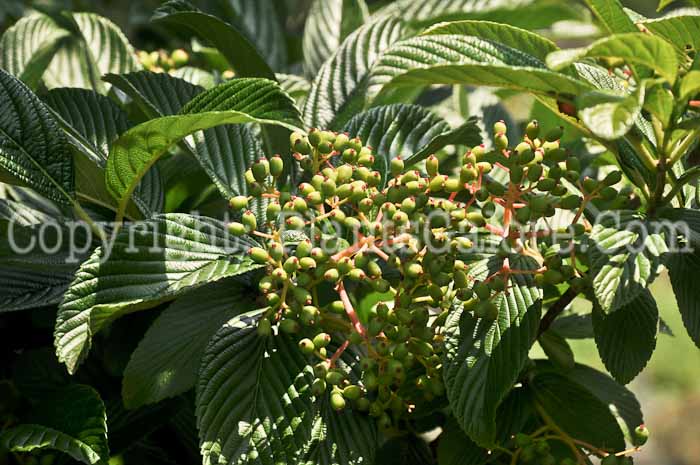 PGC-S-Viburnum-sieboldii-06-12-1