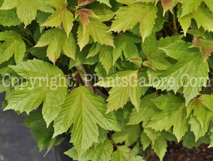 PGC-S-Viburnum-trilobum-Compactum-05