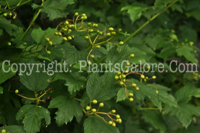 PGC-S-Viburnum-trilobum-Wentworth-04