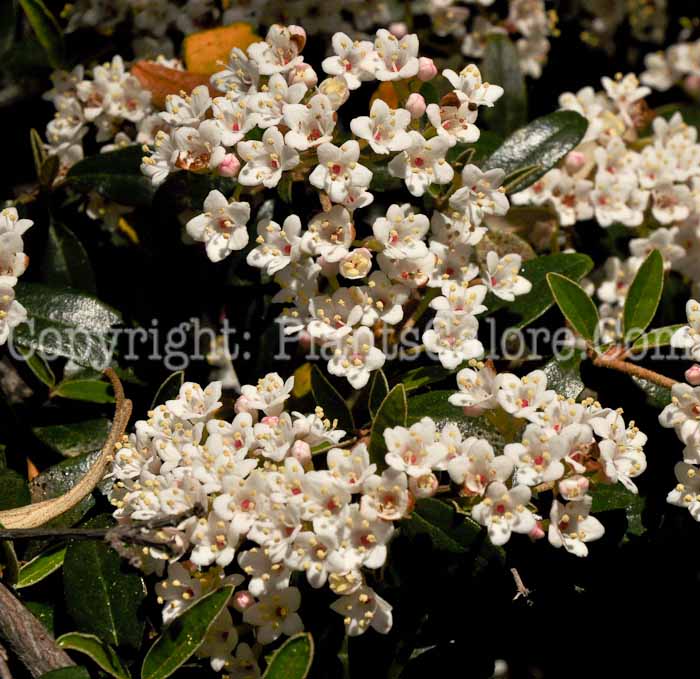 PGC-S-Viburnum-utile-04-2012.jpg-1