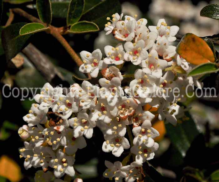 PGC-S-Viburnum-utile-04-2012.jpg-2