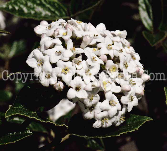 PGC-S-Viburnum-x-Burkwoodii-2011-04