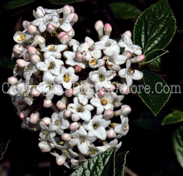 PGC-S-Viburnum-x-Burkwoodii-2011-05