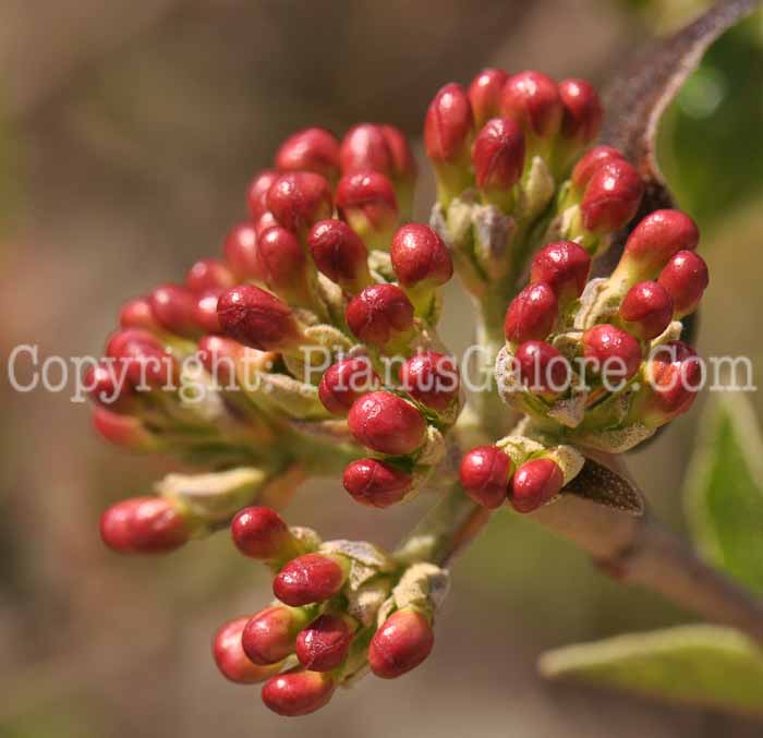 PGC-S-Viburnum-x-burkwoodii-Mohawk-01