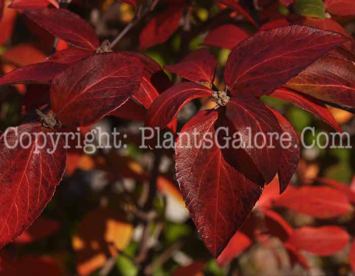 PGC-S-Viburnum-x-burkwoodii-Mohawk-02