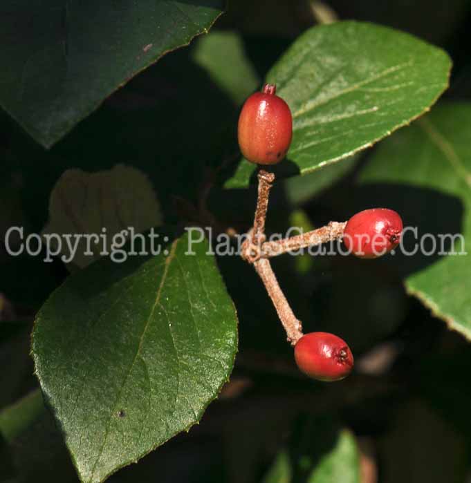 PGC-S-Viburnum-x-burkwoodii-Mohawk-06