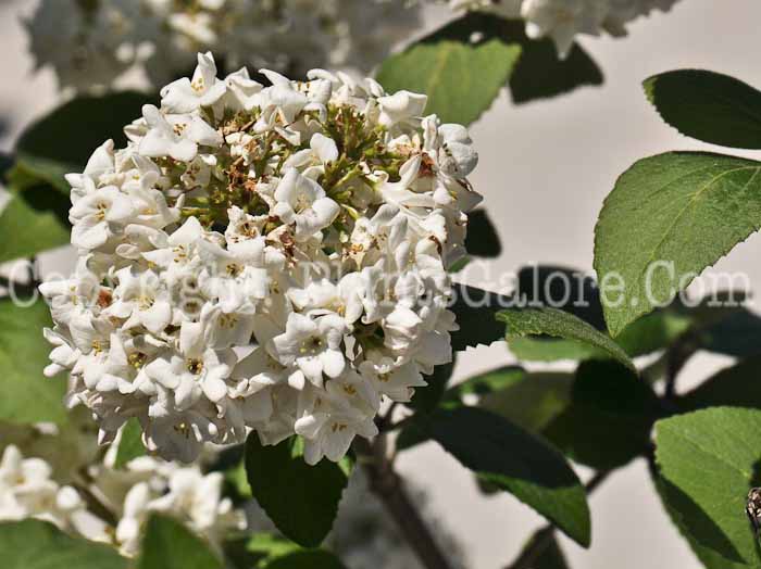 PGC-S-Viburnum-x-carlcephalum-2011-03