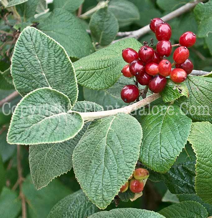 PGC-S-Viburnum-x-rhytidophilloides-LantanaphyllumVib-01