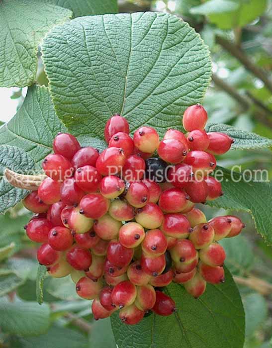 PGC-S-Viburnum-x-rhytidophilloides-LantanaphyllumVib-02