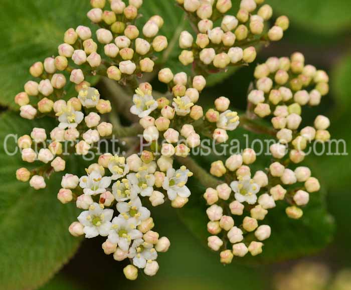 PGC-S-Viburnum-x-rhytidophilloides-LantanaphyllumVib-07