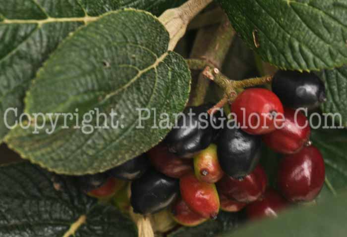 PGC-S-Viburnum-x-rhytidophilloides-LantanaphyllumVib-09