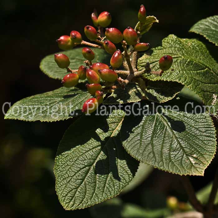 PGC-S-Viburnum-x-rhytidophilloides-LantanaphyllumVib-17