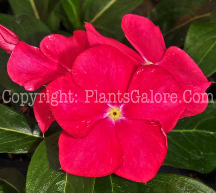 PGC-A-Vinca-Nirvana-Red-0413-2