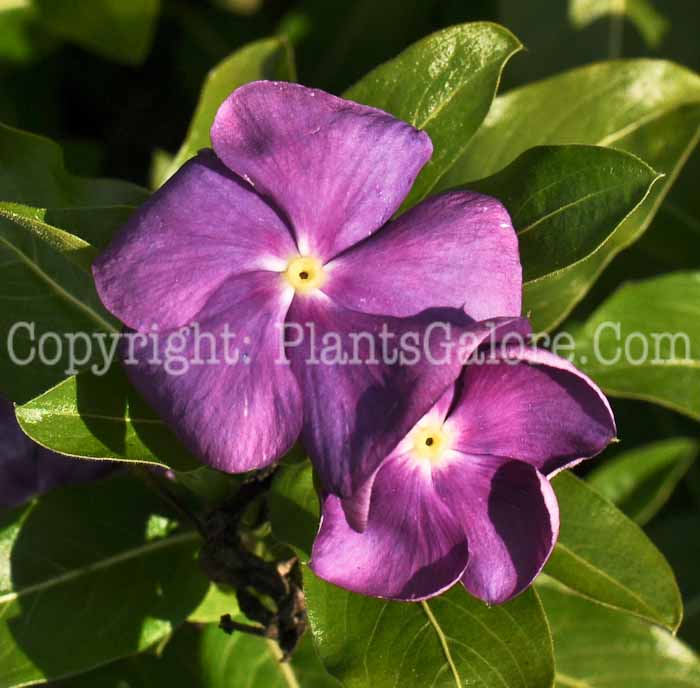 PGC-P-Vinca-Blue-Improved-2010-001