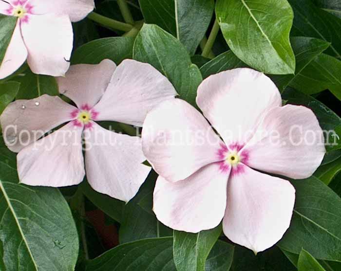 PGC-P-Vinca-Boa-Peach-2010-001