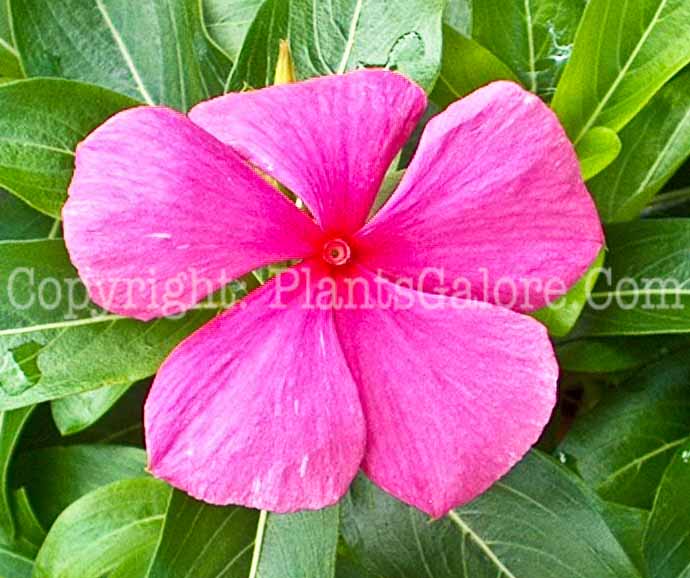 PGC-P-Vinca-Boa-Rose-2010-001