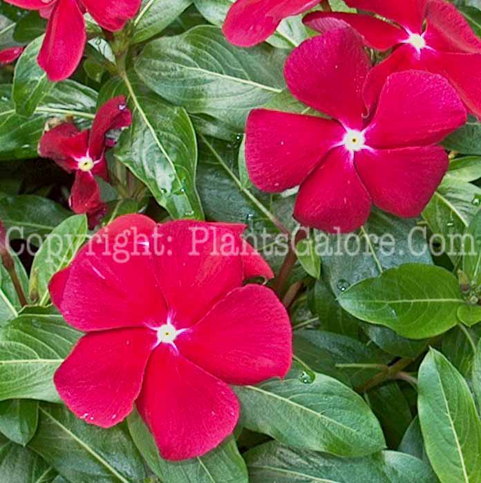 PGC-P-Vinca-Pacific-XP-Cranberry-2010-001
