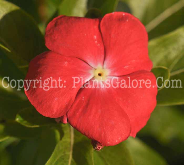 PGC-P-Vinca-Pacific-XP-Orange-2010-002