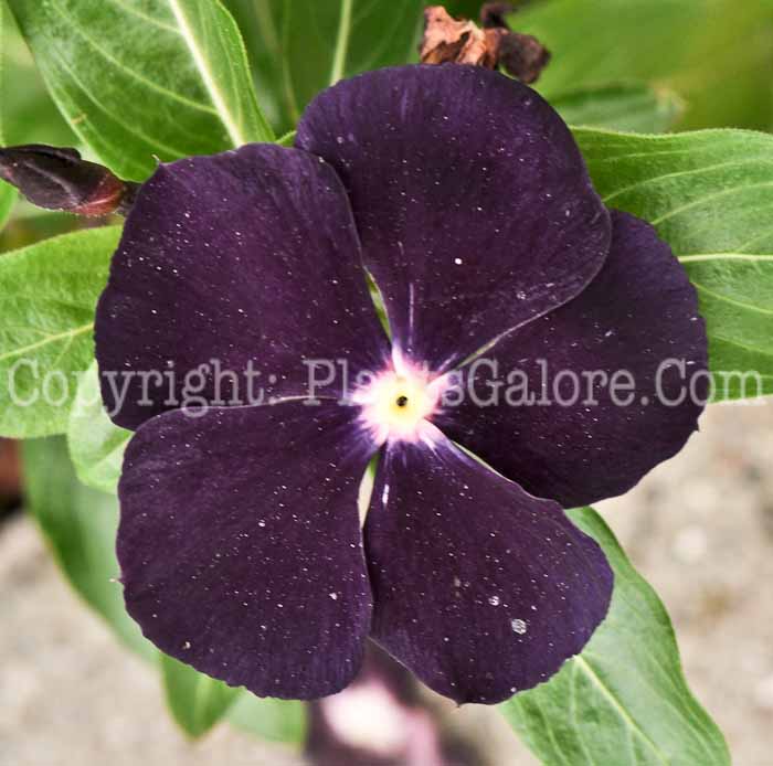 PGC-P-Vinca-Purple-Navy-Blue-2010-001