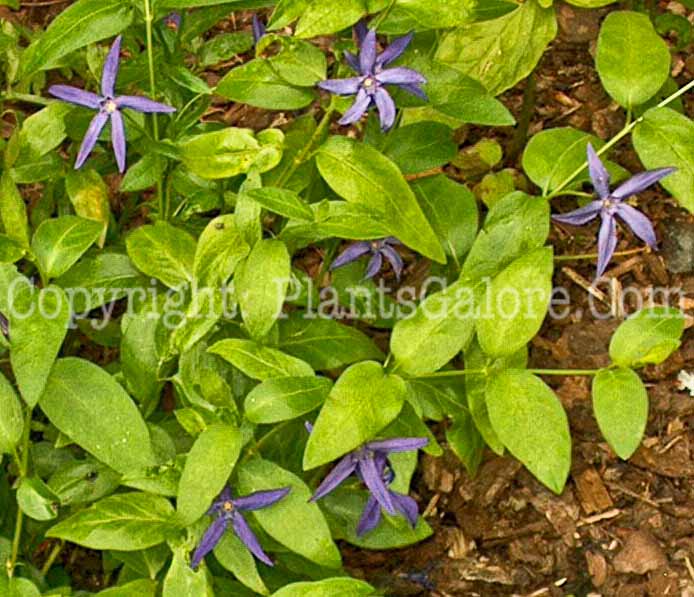 PGC-P-Vinca-difformis-4564