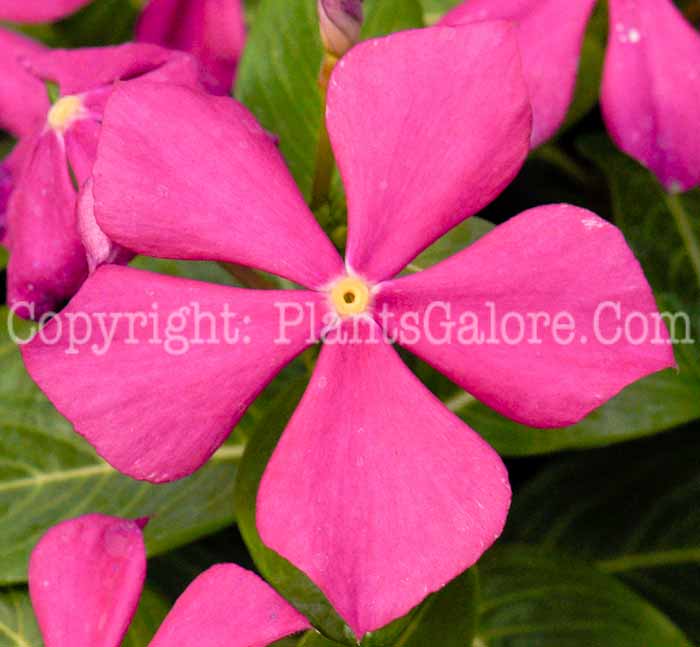 PGC-P-Vinca-rosea-2011-02