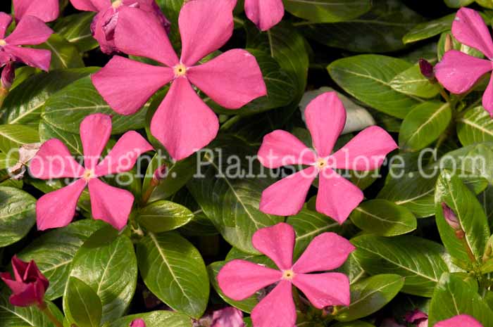 PGC-P-Vinca-rosea-2011-04