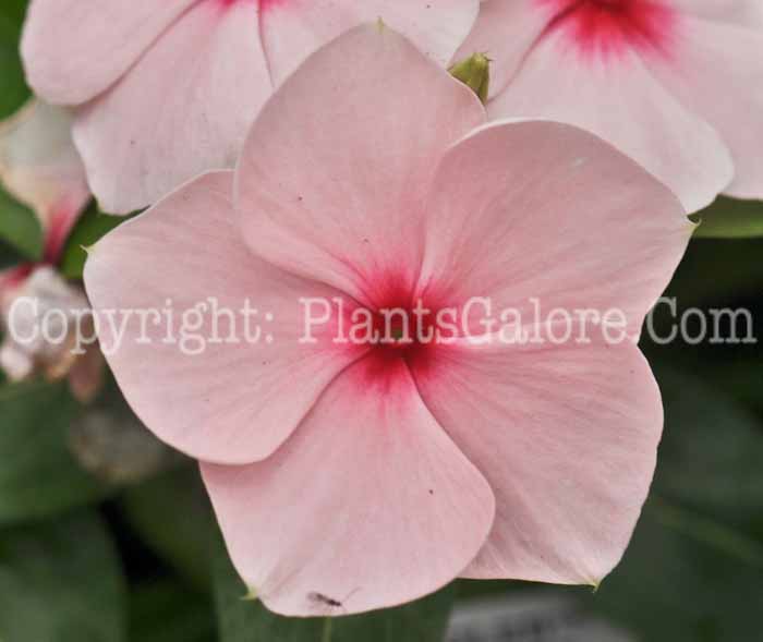 PGC-P-Vinca-rosea-Cooler-Apricot-2011-01