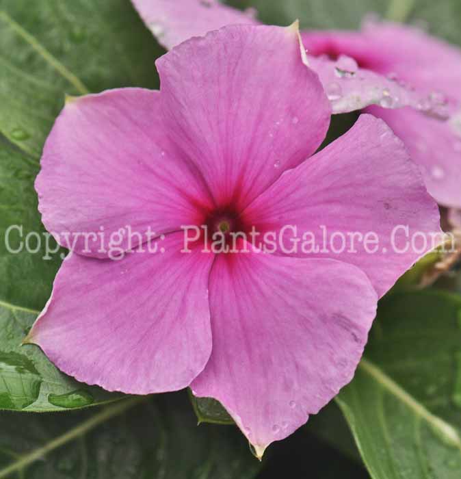 PGC-P-Vinca-rosea-Cooler-Grape-2011-01